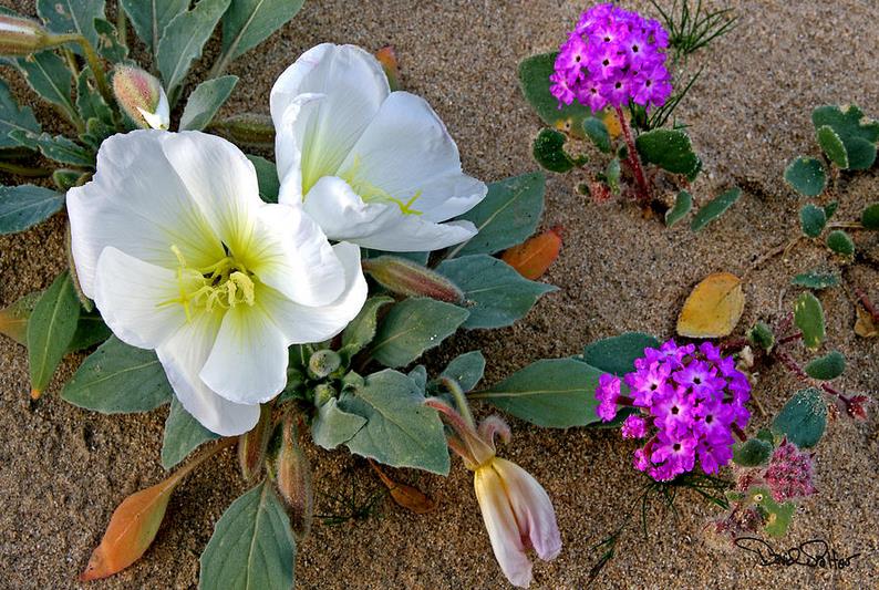 Primrose And Verbena月见草和马鞭草？毛叶子花?