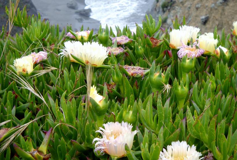 Sea fig flowers 冰叶日中花