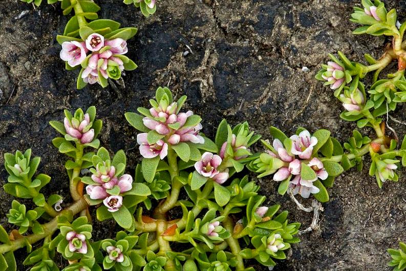 Sea Milkwort (glaux Maritima)海乳草