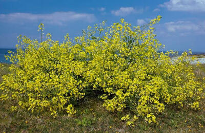 Sea Radish (raphanus Raphanistrum)