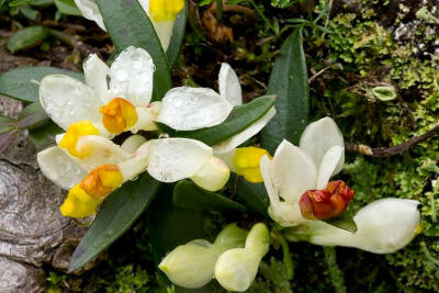 Shrubby Milkwort (polygala Chamaebuxus)