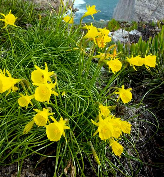 Wild Narcissus (narcissus Obesus)野生黄水仙