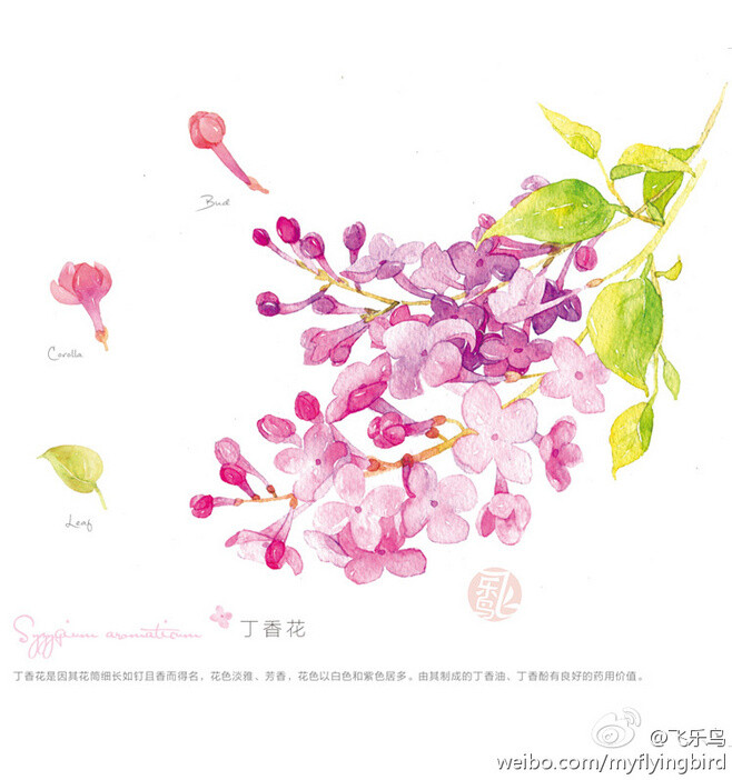 丁香花