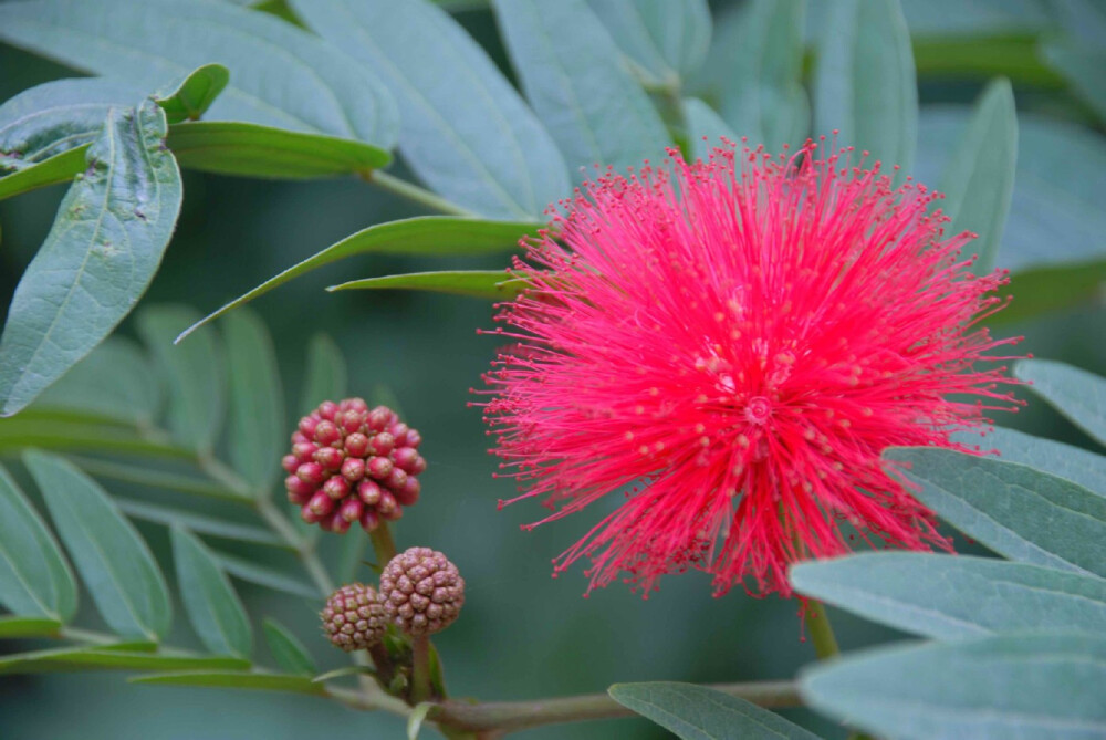 朱缨花 拉丁学名 Calliandra haematocephala 别称 红合欢、美洲欢、俗称“红绒球”