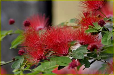 朱缨花 拉丁学名 Calliandra haematocephala 别称 红合欢、美洲欢、俗称“红绒球”