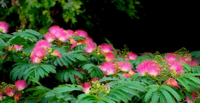 合欢花 拉丁学名Albizzia julibrissin Durazz. 别称 夜合欢、夜合树、绒花树、鸟绒树、苦情花