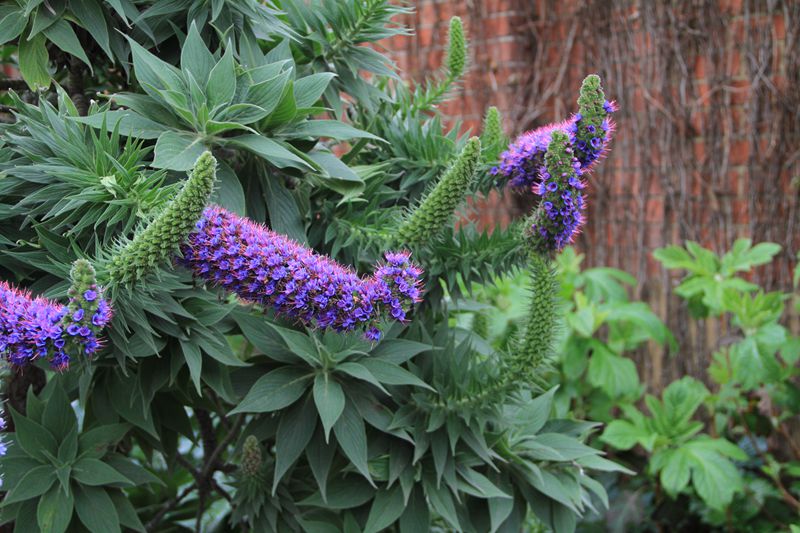 光亮蓝蓟Echium candicans 紫草科