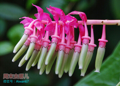 大花艳苞莓 像雨伞的花，大花艳苞莓，学名：Cavendishia grandifolia ，杜鹃花科、艳苞莓属。