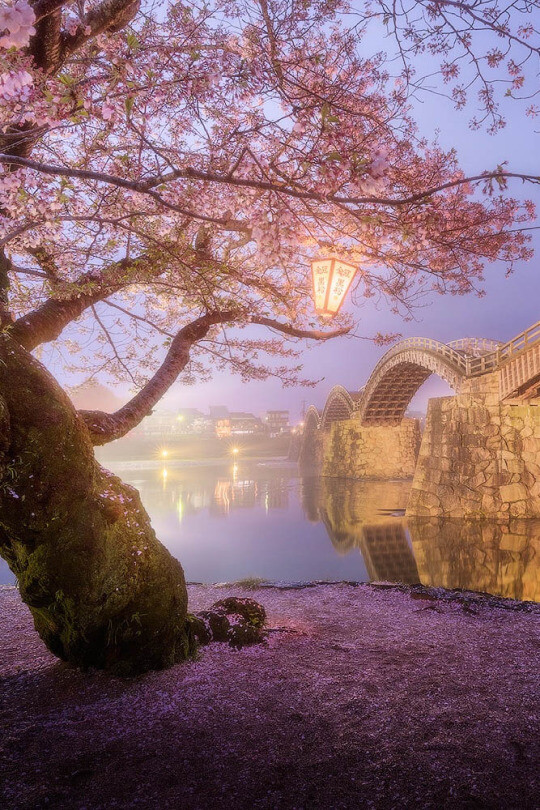 日本山口县岩国市锦带桥（Kintai Bridge, Iwakuni, Yamaguchi, Japan），是一座五孔石墩木拱桥，跨度27.5米，全长193.3米，宽5米，1673年首次建造完成，是日本三大名桥之一。这里不但木桥优美，而且两岸的风光也非常漂亮，春天到来的时候樱花满树流光异彩，被称为“锦带桥”。