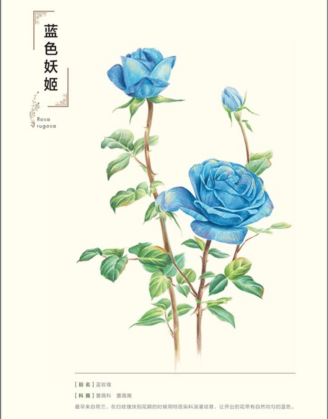 妖姬