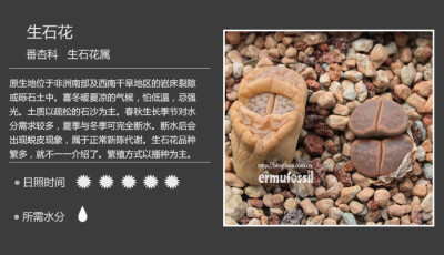 番杏科生石花属 生石花