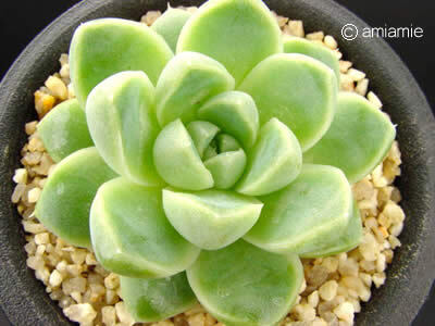 Echeveria albicans 月影