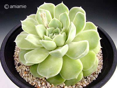 Echeveria‘ALBA'