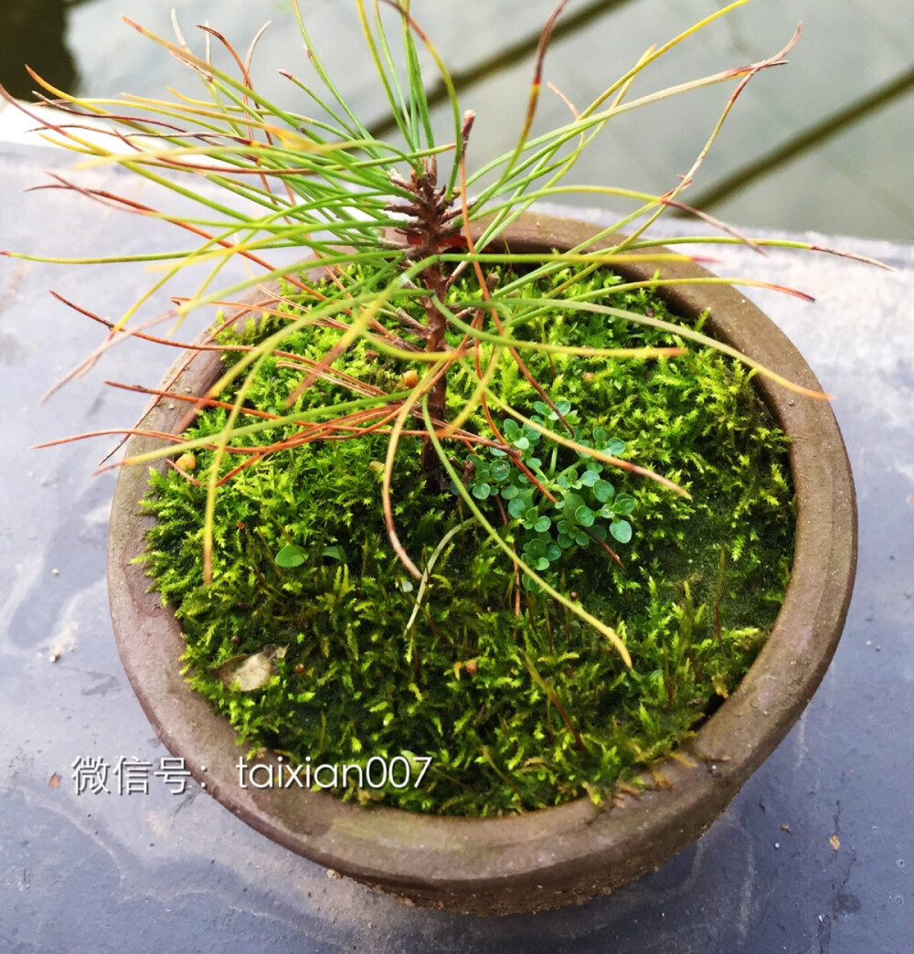 苔藓小盆栽