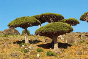   也门索科特拉岛的龙血树外形酷似硕大的蘑菇，是地球上最具生命力的树种之一。除了山顶笼罩的雾气，雨季时偶尔飘过的蒙蒙细雨，索科特拉岛一年绝大部分时间干旱无雨， 然而，龙血树却完全适应了这种恶劣的环境。