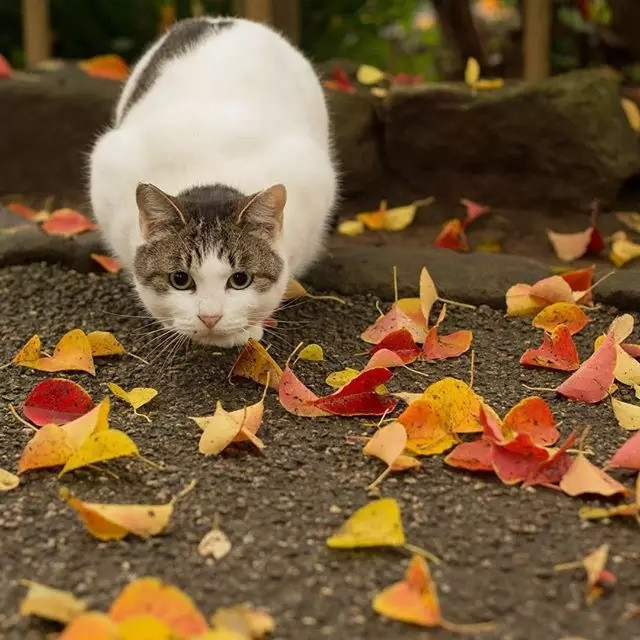 虽然猫咪总是一副高高在上的姿态，对谁都爱理不理，但光是那个呆萌样就让人心甘情愿为它们融化！来自日本的摄影师Masayuki Oki正是其中一位为猫咪深深着迷的人。 Masayuki Oki致力于捕捉日本街道上这些小动物的身影，而其细致、精巧的影像总让人误以为牠们活生生的出现在自己眼前。