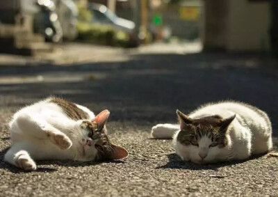 虽然猫咪总是一副高高在上的姿态，对谁都爱理不理，但光是那个呆萌样就让人心甘情愿为它们融化！来自日本的摄影师Masayuki Oki正是其中一位为猫咪深深着迷的人。 Masayuki Oki致力于捕捉日本街道上这些小动物的身影…