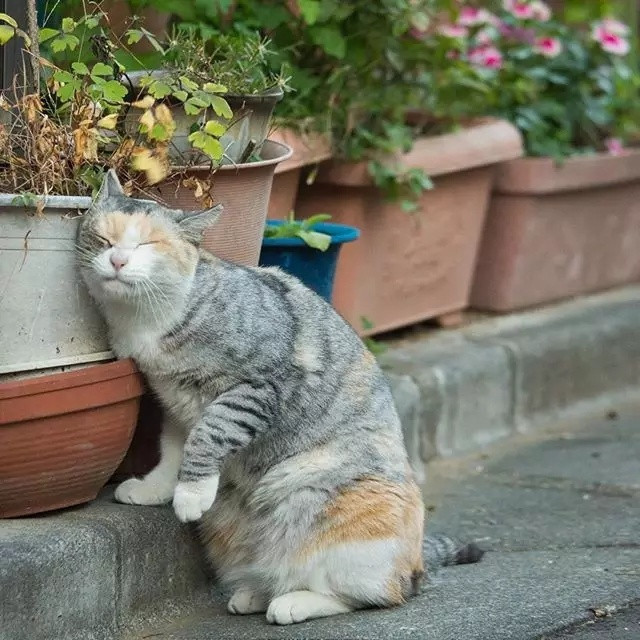 虽然猫咪总是一副高高在上的姿态，对谁都爱理不理，但光是那个呆萌样就让人心甘情愿为它们融化！来自日本的摄影师Masayuki Oki正是其中一位为猫咪深深着迷的人。 Masayuki Oki致力于捕捉日本街道上这些小动物的身影，而其细致、精巧的影像总让人误以为牠们活生生的出现在自己眼前。