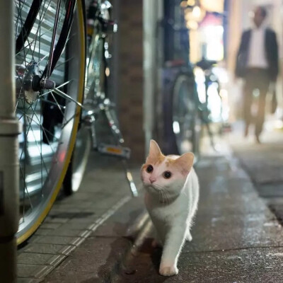 虽然猫咪总是一副高高在上的姿态，对谁都爱理不理，但光是那个呆萌样就让人心甘情愿为它们融化！来自日本的摄影师Masayuki Oki正是其中一位为猫咪深深着迷的人。 Masayuki Oki致力于捕捉日本街道上这些小动物的身影…