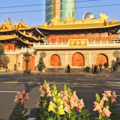 沐浴在秋阳中的静安寺