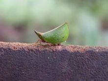 角蝉（Umbonia spinos）角蝉又称“刺虫(thorn bugs)”，这些昆虫深谙模仿艺术。一些角蝉拥有的像角一样的突出物甚至更华丽，它们借助这模仿死树叶。如果它们的伪装被识破，角蝉就会借助有力的后腿弹跳起来，迅速逃走…