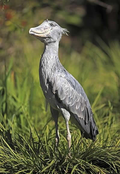 鲸头鹳（Balaeniceps rex）这种大型非洲鸟类长得很像鹭，拥有很大的嘴巴。鲸头鹳的喙非常有力，嘴宽10厘米，长23厘米，大约跟一只中等号码的鞋子大小差不多。 “自然旅行(Natural High Safaris)”为度假者提供前…