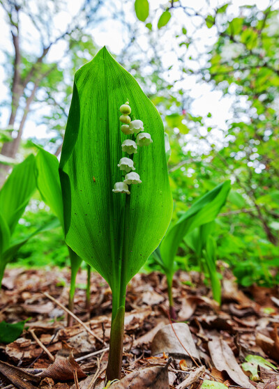 Convallaria majalis 铃兰，铃兰属。