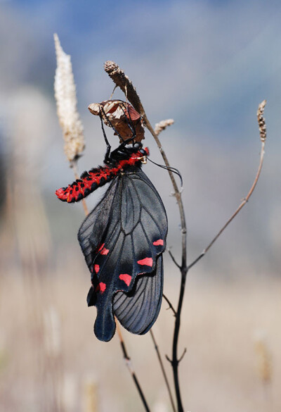 达摩麝凤蝶 Byasa daemonius