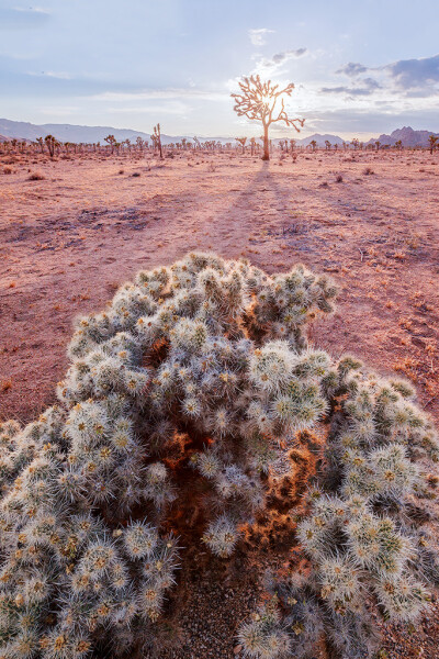 Cylindropuntia bigelovii ，仙人掌科圆柱掌属。