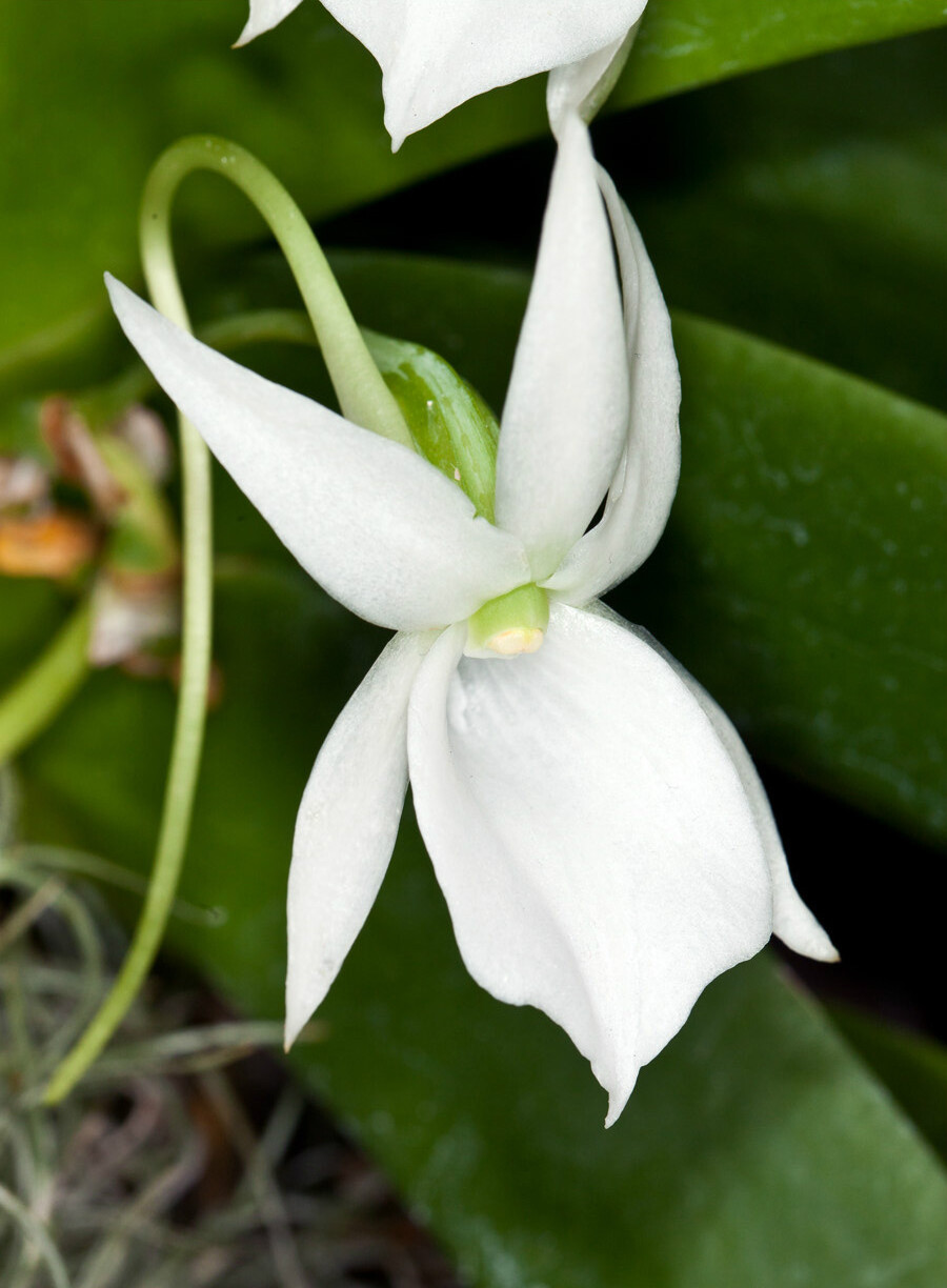 Angraecum 'Crestwood' ，彗星兰属。由 A. veitchii × A. sesquipedale 得到的品种，亲本A. veitchii = A. eburneum × A. sesquipedale。彗星兰属是兰科平均距长最长的一个属（这属还叫“武夷兰属”，微坑，武夷山没这个属），出名除了是因为距很长外，更是因为这个属中的大彗星兰验证了达尔文的那个猜想。