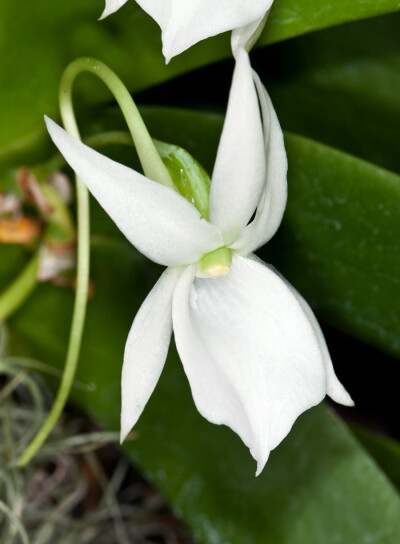 Angraecum 'Crestwood' ，彗星兰属。由 A. veitchii × A. sesquipedale 得到的品种，亲本A. veitchii = A. eburneum × A. sesquipedale。彗星兰属是兰科平均距长最长的一个属（这属还叫“武夷兰属”，微坑，武夷山没…