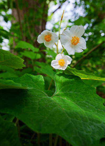 Eomecon chionantha 血水草，罂粟科血水草属。