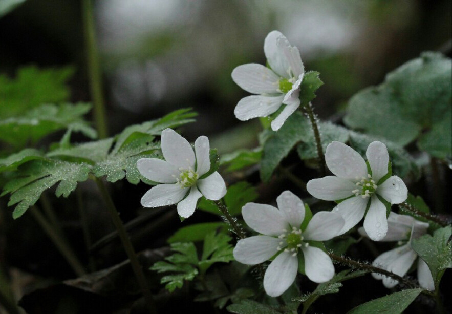 Hepatica henryi 川鄂獐耳细辛，毛茛科獐耳细辛属。