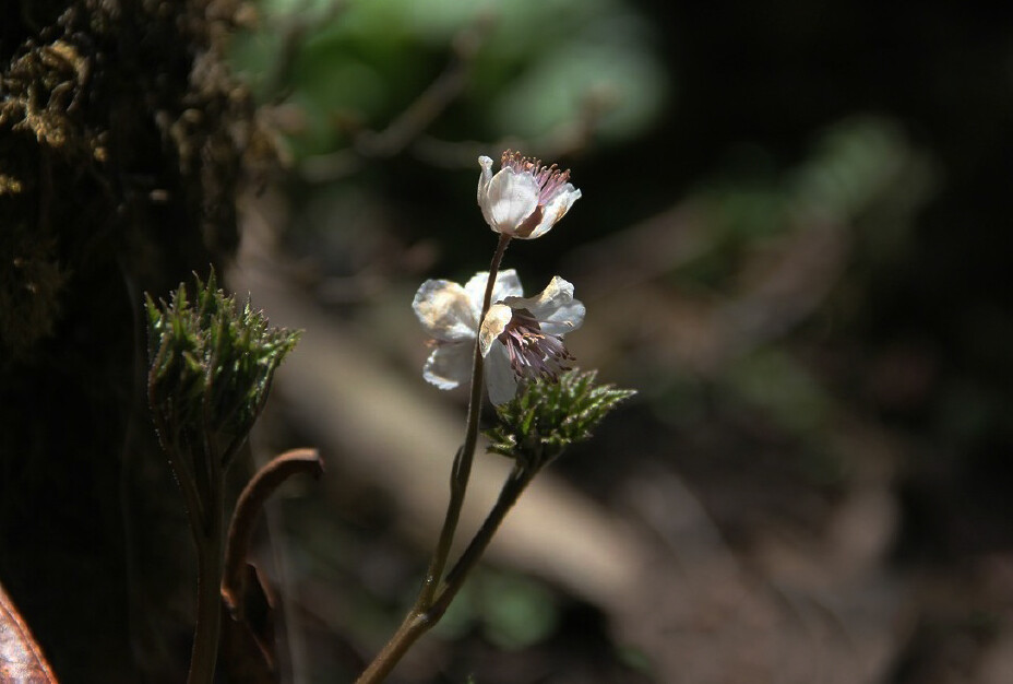 Souliea vaginata 黄三七，毛茛科黄三七属。单型属，在我国主要分布在西南和秦岭一带。植物中名叫三七但是互相之间并没有关系的东西真是特别的多......