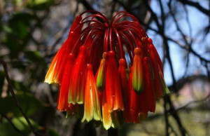 Clivia mirabilis ，石蒜科君子兰属。2001年于南非西部发现的第五种君子兰，震动园艺界，市场上其花粉很抢手（用于杂交）。同属另外四种全分布在南非东部夏季降雨充沛的地方，喜荫，而这个种则分布在地中海式气候的半干旱区，耐晒、耐旱。目前野外分布点严格保密。