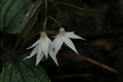 Disporum megalanthum 大花万寿竹，秋水仙科万寿竹属。