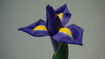 Iris 'Blue Magic' “蓝魔”鸢尾，鸢尾属。