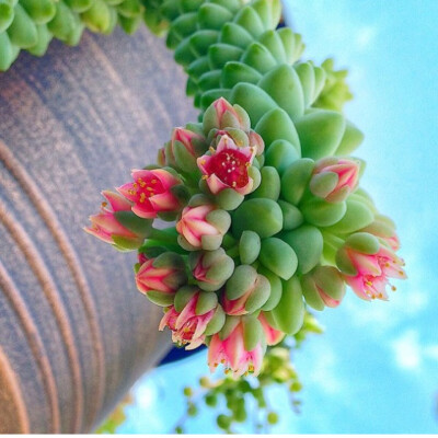 succulent