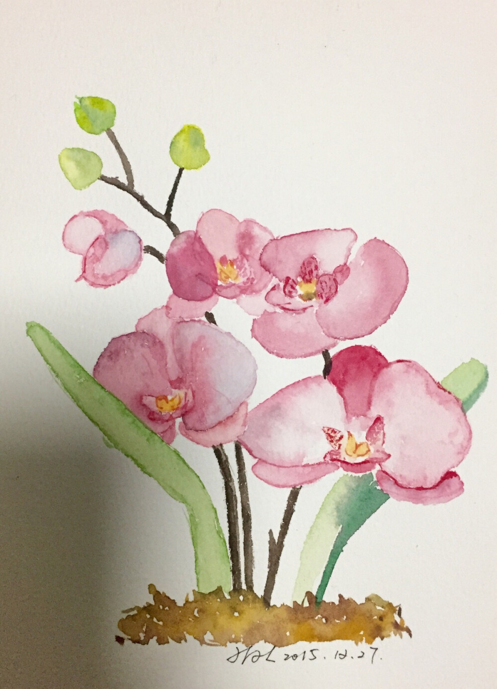 水彩写生蝴蝶兰粉粉哒