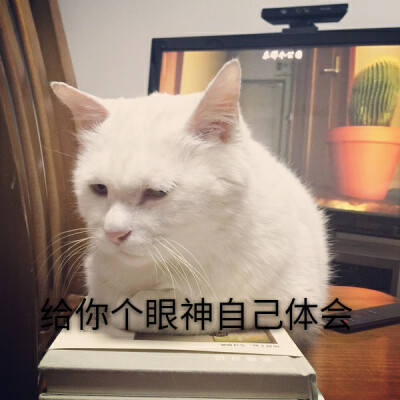 猫猫表情，图片来自知乎，侵删！