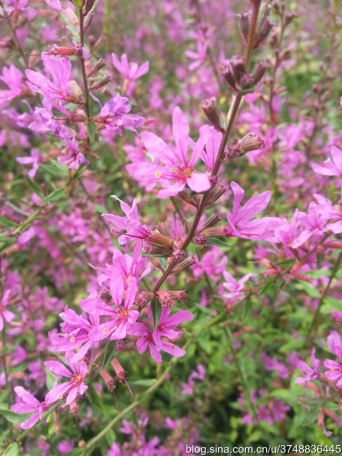 别 称:水枝柳,水柳,对叶莲~ 桃金娘目 myrt