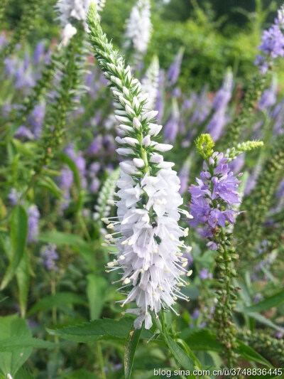 【石之若璞-花事-夏日觅花影】中文学名:穗花婆婆纳~ 学名：Veronica spicata L~ 玄参科-婆婆纳属~