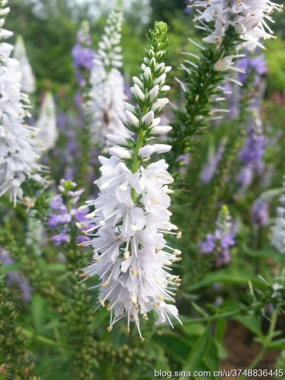 【石之若璞-花事-夏日觅花影】中文学名:穗花婆婆纳~ 学名：Veronica spicata L~ 玄参科-婆婆纳属~