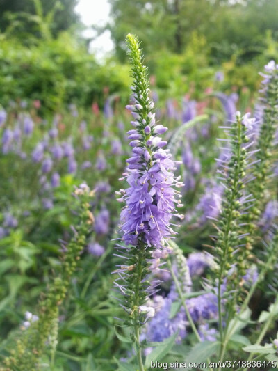 【石之若璞-花事-夏日觅花影】中文学名:穗花婆婆纳~ 学名：Veronica spicata L~ 玄参科-婆婆纳属~