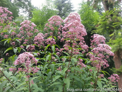 【石之若璞-花事-夏日觅花影】中文学名：佩兰~ 拉丁学名：Eupatorium fortunei Turcz.~ 别 称：鸡骨香、水香、背影草、藤袴、铁脚升麻、失力草、八月白、香草、兰草~ 桔梗目 Campanulales-菊科 Compositae-泽兰属 Eu…