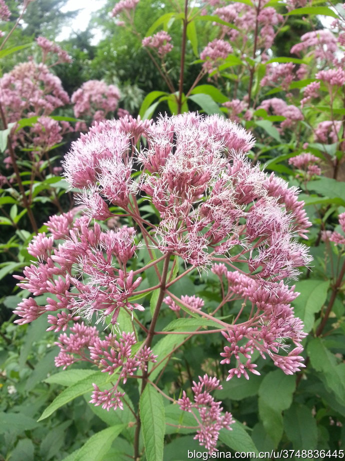 【石之若璞-花事-夏日觅花影】中文学名：佩兰~ 拉丁学名：Eupatorium fortunei Turcz.~ 别 称：鸡骨香、水香、背影草、藤袴、铁脚升麻、失力草、八月白、香草、兰草~ 桔梗目 Campanulales-菊科 Compositae-泽兰属 Eupatorium-佩兰 Eupatorium fortunei~