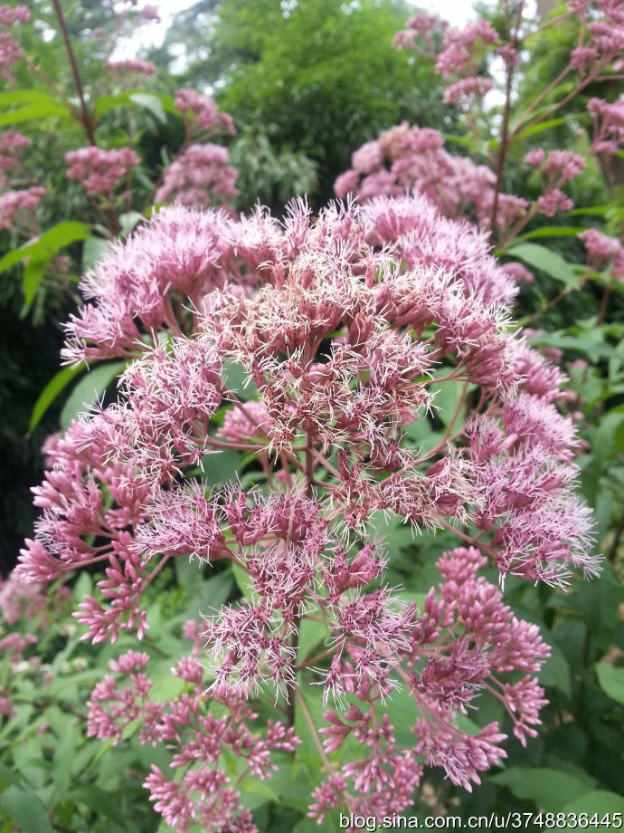 【石之若璞-花事-夏日觅花影】中文学名：佩兰~ 拉丁学名：Eupatorium fortunei Turcz.~ 别 称：鸡骨香、水香、背影草、藤袴、铁脚升麻、失力草、八月白、香草、兰草~ 桔梗目 Campanulales-菊科 Compositae-泽兰属 Eupatorium-佩兰 Eupatorium fortunei~