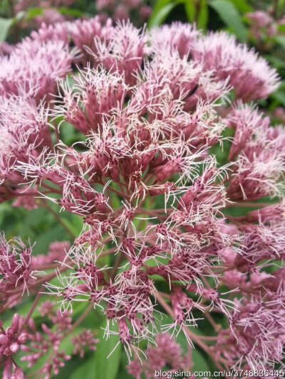 【石之若璞-花事-夏日觅花影】中文学名：佩兰~ 拉丁学名：Eupatorium fortunei Turcz.~ 别 称：鸡骨香、水香、背影草、藤袴、铁脚升麻、失力草、八月白、香草、兰草~ 桔梗目 Campanulales-菊科 Compositae-泽兰属 Eu…