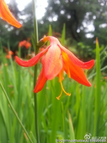 【石之若璞-花事-夏日觅花影】中文学名：雄黄兰~ 拉丁学名：Crocosmia crocosmiflora (Nichols.) N. E. Br.~ 别 称：标竿花、倒挂金钩、黄大蒜、观音兰~ 百合目 Liliiflorae-鸢尾亚目 Iridineae-鸢尾科 Iridaceae-雄黄兰属 Crocosmia-雄黄兰 Crocosmia crocosmiflora~