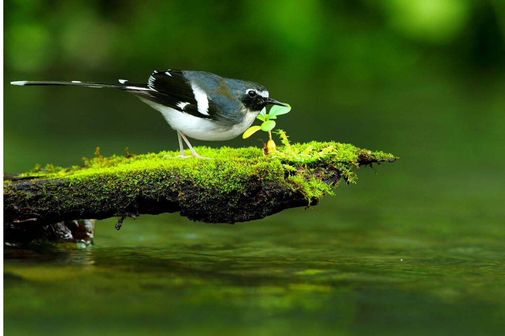 河乌(学名:Cinclus cinclus)是河乌科河乌属的鸟类，羽色黑褐或咖啡褐色，体羽较短而稠密。嘴较窄而直，嘴长与头几等长;上嘴端部微下曲或具缺刻;无嘴须，但口角处有短的绒绢状羽。鼻孔被膜遮盖。翅短而圆，初级飞羽10枚。尾较短，尾羽12枚。跗跖长而强，前缘具靴状鳞;趾、爪均较强。栖息活动于山间河流两岸的大石上或倒木上，只是沿河流水面而上、下飞，遇河流转弯处亦不从空中取截径飞行。能在水面浮游，也能在水底潜走。主要在水中取食，以水生昆虫及其他水生小形无脊椎动物为食。是挪威国鸟。